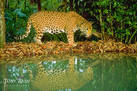 Jaguar near the river Jaguar, Belize Belize,Big Cats,Jaguar