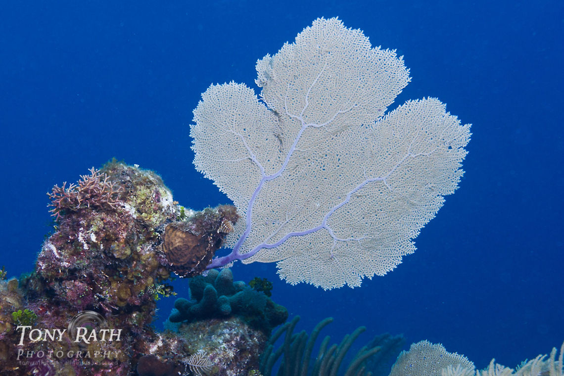 Sea Fan Gorgonian, sea fan on the Belize Barrier Reef, South Water Caye, Belize Belize,Dangriga,Gorgonia ventalina,Shallow Reef,sea Fan