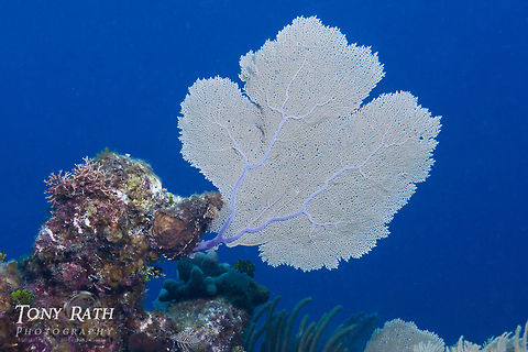 Sea Fan Gorgonian, sea fan on the Belize Barrier Reef, South Water Caye, Belize Belize,Dangriga,Gorgonia ventalina,Shallow Reef,sea Fan
