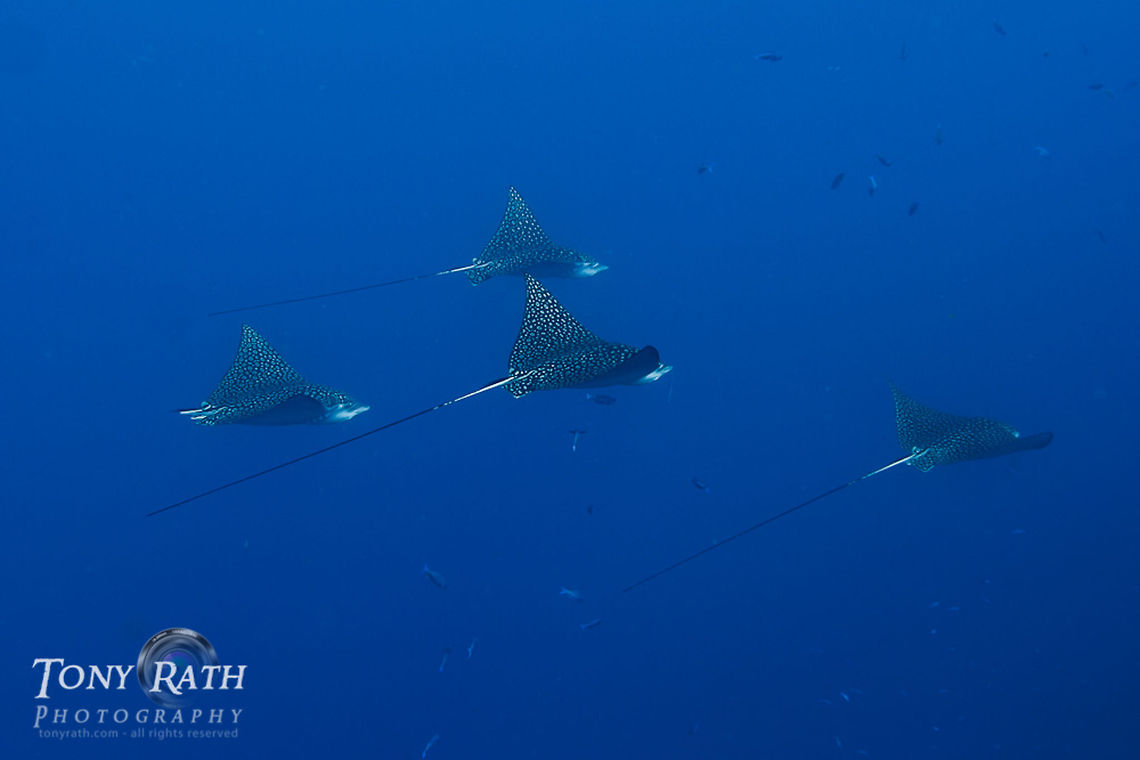 School of Spotted Eagle Rays Spotted Eagle Rays often school of the barrier reef in the South Water Caye Marine Reserve, Belize Belize,Dangriga,Rays,Spotted Eagle Rays