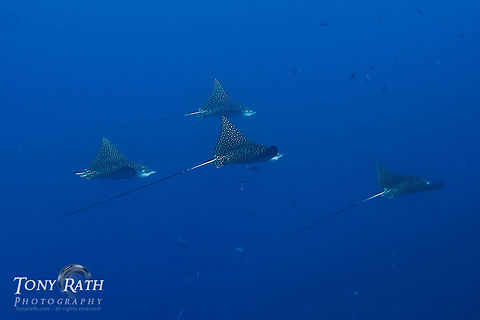 School of Spotted Eagle Rays Spotted Eagle Rays often school of the barrier reef in the South Water Caye Marine Reserve, Belize Belize,Dangriga,Rays,Spotted Eagle Rays