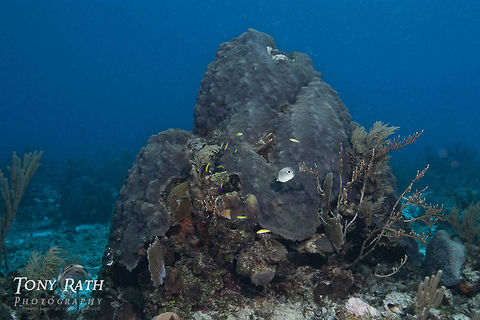 Mountain star coral A large colony of mountainous star coral, South Water Caye Marine Reserve, Belize Belize,Belize Barrier Reef,Montastrea cavernosa,Mountain star coral,coral