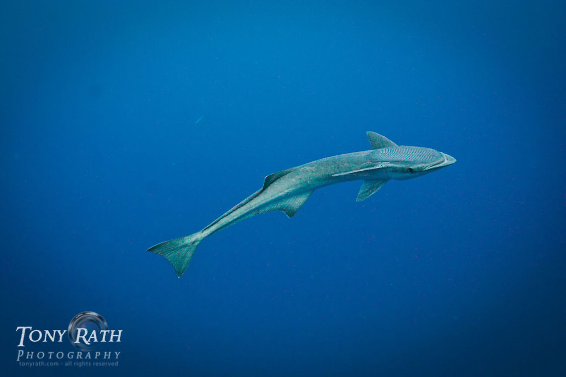Remora Remora frequenly follow large marine creatures and can often be seen of the Belize Barrier Reef at South Water Caye Marine Reserve, Belize Belize,Dangriga,fauna,fish,marine,nature,remora