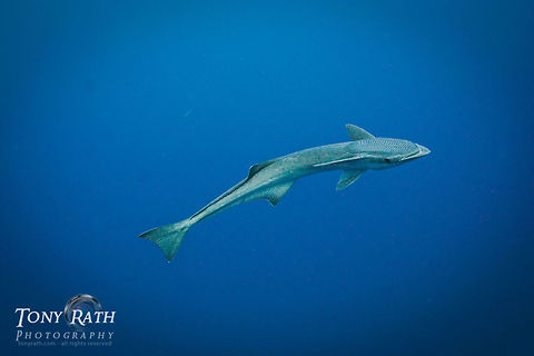 Remora Remora frequenly follow large marine creatures and can often be seen of the Belize Barrier Reef at South Water Caye Marine Reserve, Belize Belize,Dangriga,fauna,fish,marine,nature,remora