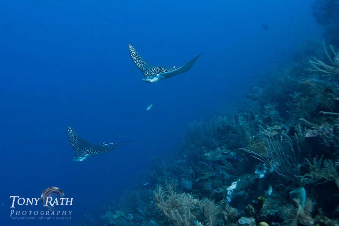 School of Spotted Eagle Rays Spotted Eagle Rays often school of the barrier reef in the South Water Caye Marine Reserve, Belize Belize,Dangriga,Rays,Spotted Eagle Rays