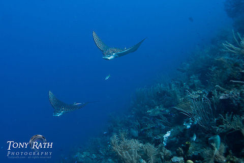 School of Spotted Eagle Rays Spotted Eagle Rays often school of the barrier reef in the South Water Caye Marine Reserve, Belize Belize,Dangriga,Rays,Spotted Eagle Rays