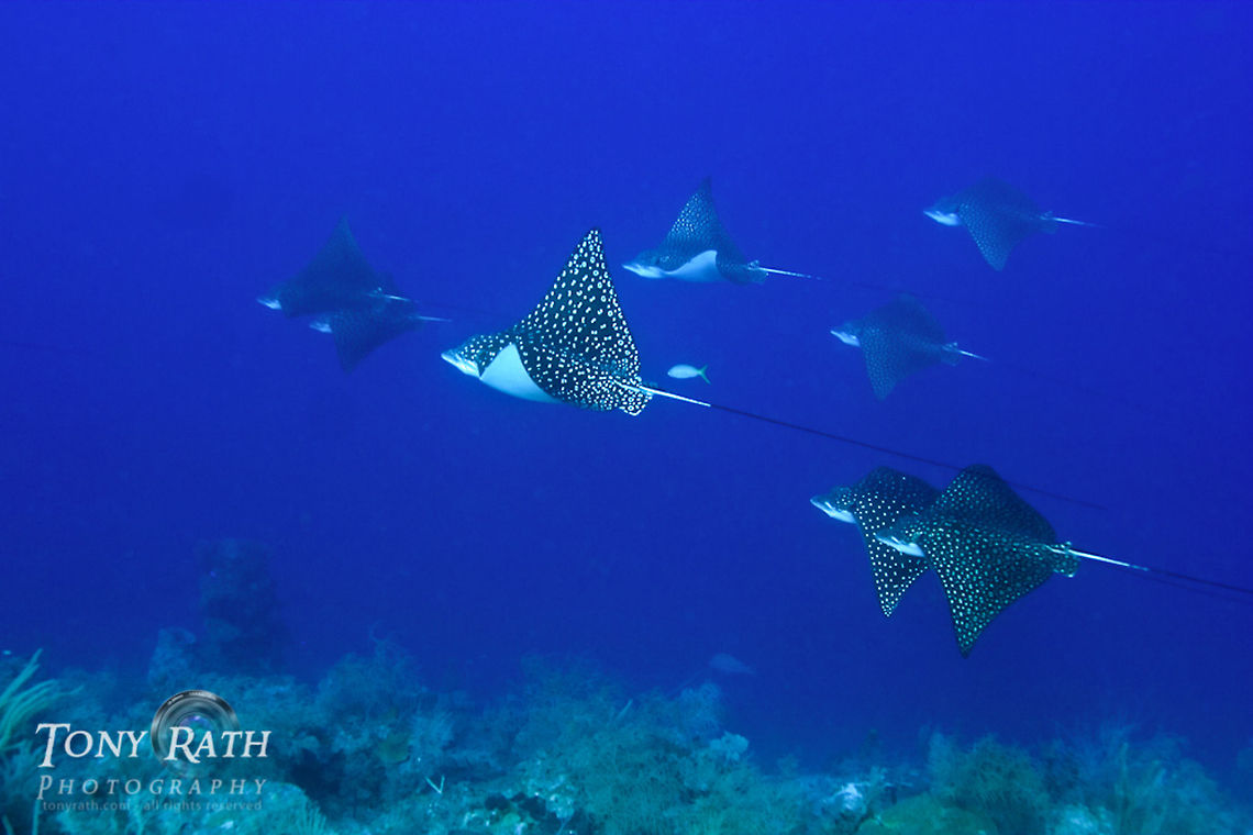 School of Spotted Eagle Rays Spotted Eagle Rays often school of the barrier reef in the South Water Caye Marine Reserve, Belize Spotted Eagle Rays,barrier reef,dropoff,eagle ray,fish,fish hawk,rays,schooling,schools
