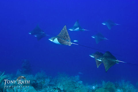 School of Spotted Eagle Rays Spotted Eagle Rays often school of the barrier reef in the South Water Caye Marine Reserve, Belize Spotted Eagle Rays,barrier reef,dropoff,eagle ray,fish,fish hawk,rays,schooling,schools
