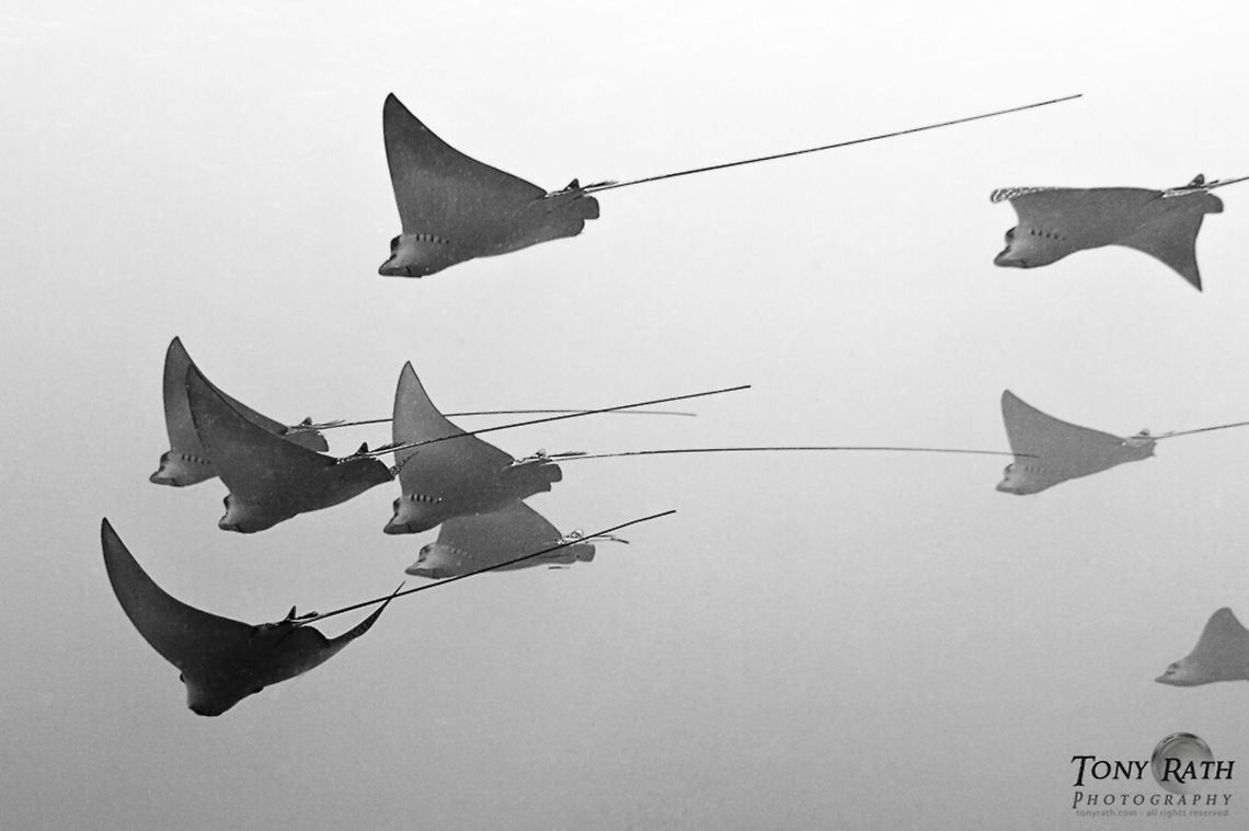 School of Spotted Eagle Rays Spotted Eagle Rays often school of the barrier reef in the South Water Caye Marine Reserve, Belize Belize,Dangriga,Rays,Spotted Eagle Rays