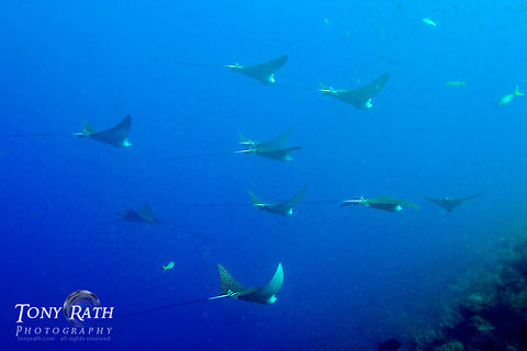 School of Spotted Eagle Rays Spotted Eagle Rays often school of the barrier reef in the South Water Caye Marine Reserve, Belize Belize,Spotted Eagle Rays,barrier reef,dropoff,eagle ray,fish,fish hawk,rays,schooling,schools