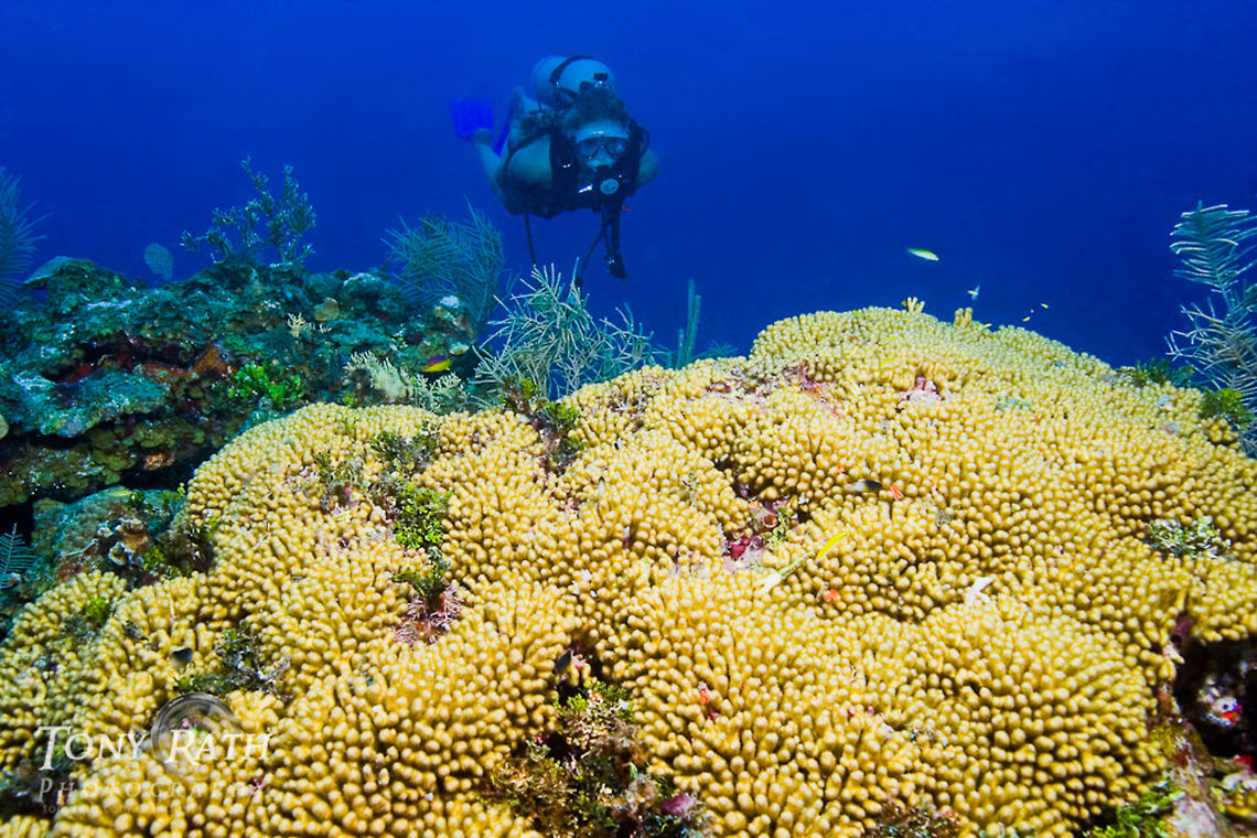 Diver and Finger Coral SCUBA diver swimming up to colony of finger coral, South Water Caye, Stann Creek District, Belize Belize,Caribbean Sea,Dangriga,Finger coral,Porites sp.,SCUBA,SCUBA Diver,activities,diver,marine animals