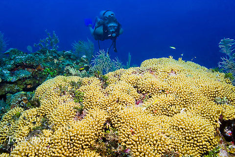 Diver and Finger Coral SCUBA diver swimming up to colony of finger coral, South Water Caye, Stann Creek District, Belize Belize,Caribbean Sea,Dangriga,Finger coral,Porites sp.,SCUBA,SCUBA Diver,activities,diver,marine animals