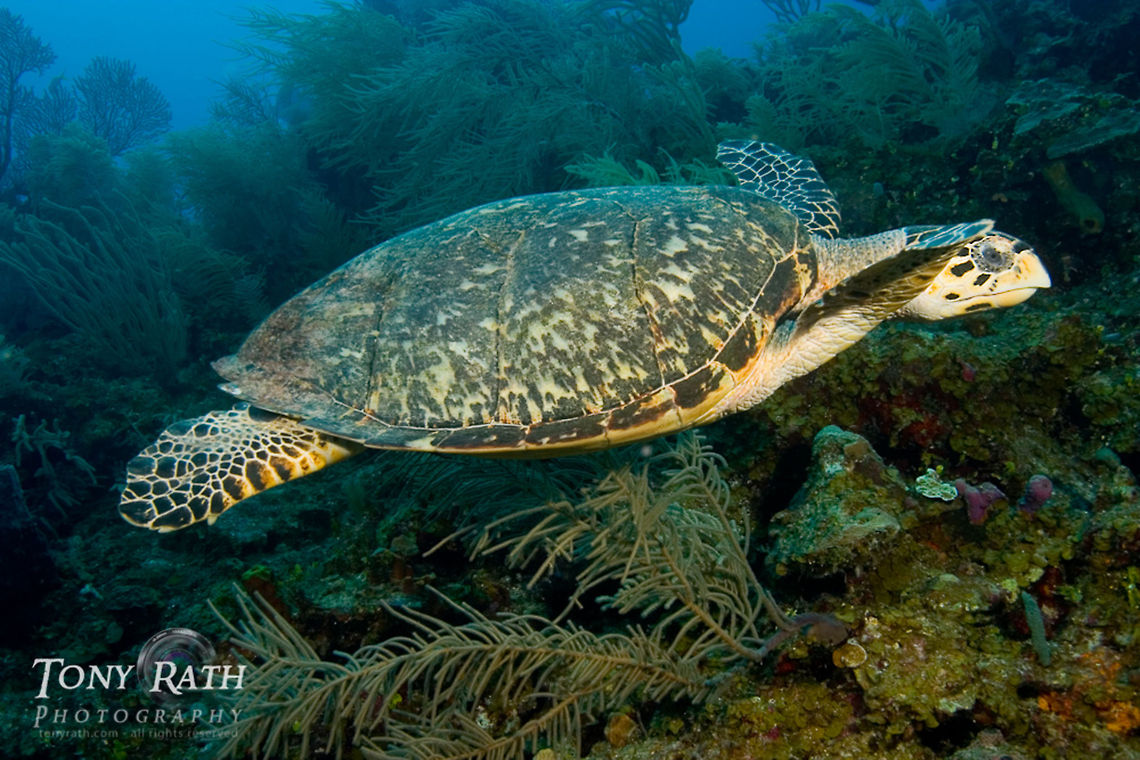 Loggerhead Turtle Logerrhead Turtle swimming of the Belize Barrier Reef, South Water Caye, Belize Belize,Caretta caretta,Dangriga,Loggerhead Sea Turtle,Sea Turtle,Turtle,barrier reef,fauna,marine life,reef