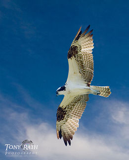 Osprey Osprey, Pandion haliatus, hovering above water fishing, Dangriga, Stann Creek District, Belize Belize,Osprey,Pandion haliatus,fish hawk,predator