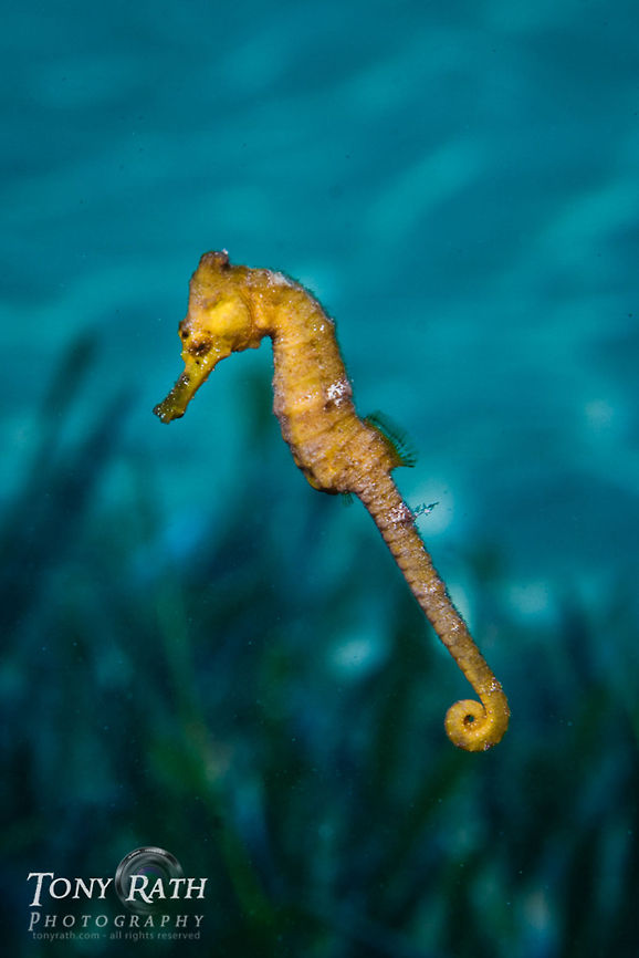 seahorse South Water Caye Marine Reserve, Belize Belize,Dangriga,Hippocampus reidi,Seahorse,blue bottom nose head