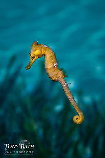 seahorse South Water Caye Marine Reserve, Belize Belize,Dangriga,Hippocampus reidi,Seahorse,blue bottom nose head