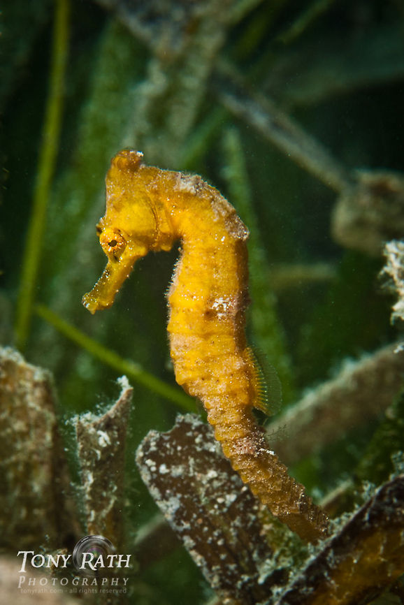 Seahorse South Water Caye Marine Reserve, Belize Belize,Dangriga,Hippocampus reidi,Seahorse,blue bottom nose head