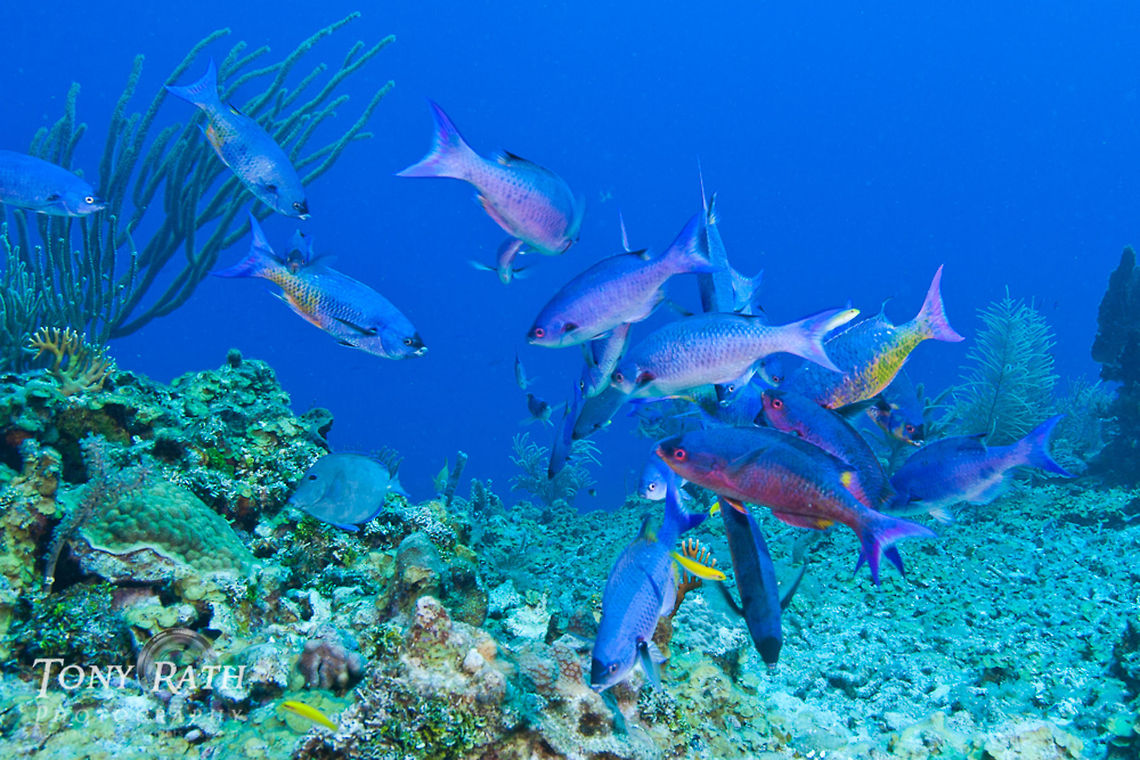 Creole Wrasse South Water Caye Marine Reserve, Belize Belize,Clepticus parrae,Creole Wrasse,Dangriga,South Water Caye,cleaning station,dropoff