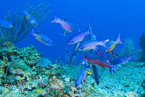 Creole Wrasse South Water Caye Marine Reserve, Belize Belize,Clepticus parrae,Creole Wrasse,Dangriga,South Water Caye,cleaning station,dropoff