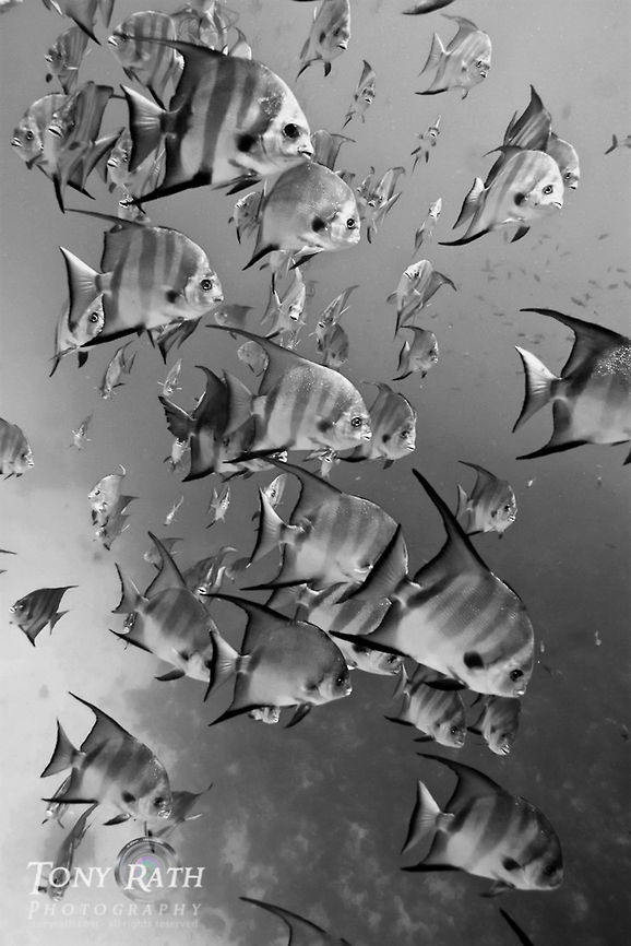 Spadefish School of Spadefish, South Water Caye, Stann Creek District, Belize Belize,Caribbean Sea,Chaetodipterus faber,Dangriga,Spadefish,blue,marine animals,tropical,underwater