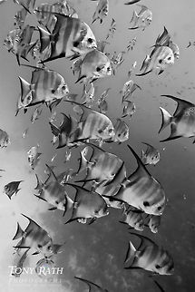 Spadefish School of Spadefish, South Water Caye, Stann Creek District, Belize Belize,Caribbean Sea,Chaetodipterus faber,Dangriga,Spadefish,blue,marine animals,tropical,underwater