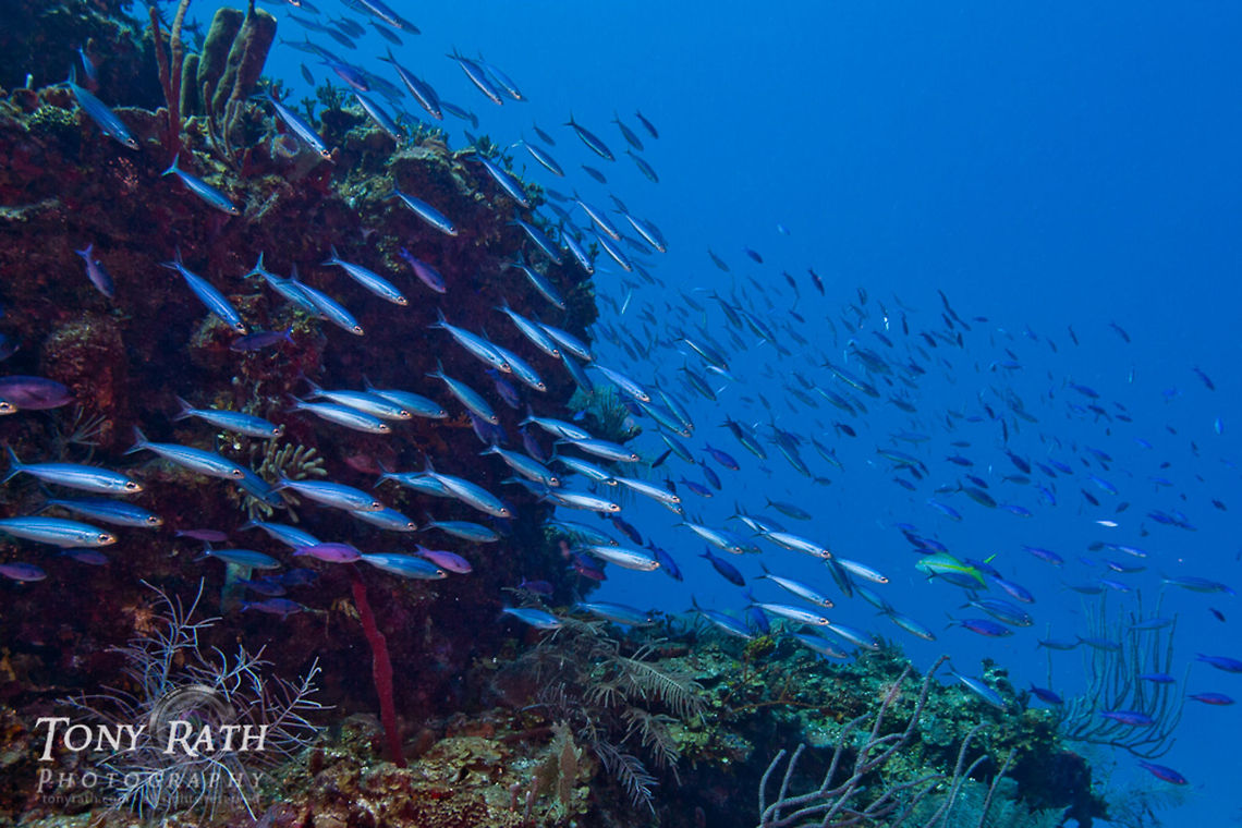 Blue Runners South Water Caye Marine Reserve, Belize Belize,Blue Runners,Blue runner,Caranx crysos,Dangriga,Sennet,South Water Caye,dropoff,fish schools