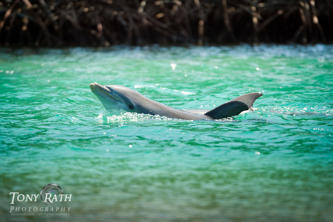 Bottle-nose Dolphin South Water Caye Marine Reserve, Belize Belize,Dangriga,bottle-nose dolphin,dolphins