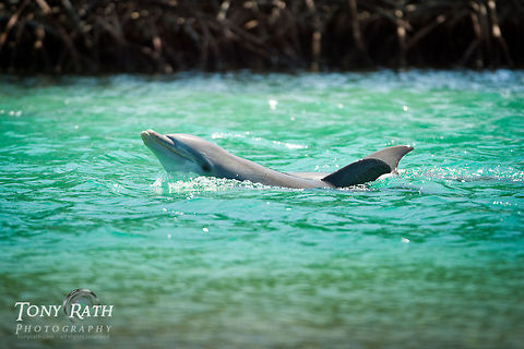 Bottle-nose Dolphin South Water Caye Marine Reserve, Belize Belize,Dangriga,bottle-nose dolphin,dolphins