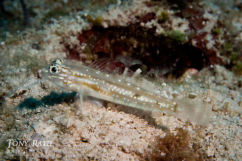 Bridled Goby South Water Caye Marine Reserve, Belize Arenigobius bifrenatus,Belize,Bridled Goby,Bridled goby,Coryphopterus glaucofraenum,Dangriga,Fish