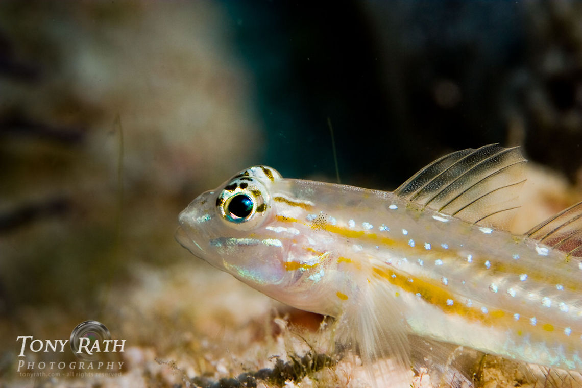 Bridled Goby South Water Caye Marine Reserve, Belize Arenigobius bifrenatus,Belize,Bridled goby,Coryphopterus glaucofraenum,Dangriga