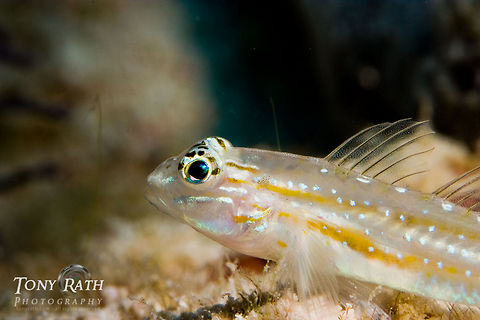 Bridled Goby South Water Caye Marine Reserve, Belize Arenigobius bifrenatus,Belize,Bridled goby,Coryphopterus glaucofraenum,Dangriga