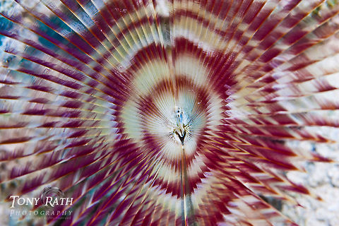 Split crowned Feather Duster South Water Caye Marine Reserve, Belize Anamobaea orstedii,Belize,Dangriga,Split crowned Feather Duster,Split-crown feather duster
