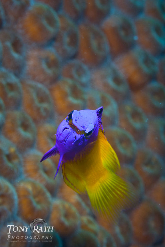 Fairy Basslet South Water Caye Marine Reserve, Belize Belize,Dangriga,Fairy Basslet,Fish,Gramma loreto,Royal gramma