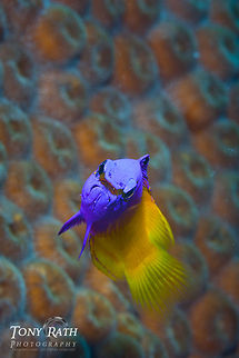 Fairy Basslet South Water Caye Marine Reserve, Belize Belize,Dangriga,Fairy Basslet,Fish,Gramma loreto,Royal gramma