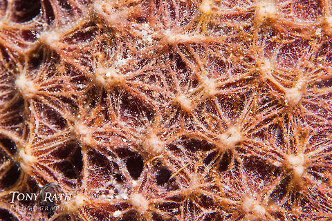 Stinker Sponge closeup South Water Caye Marine Reserve, Belize Belize,Dangriga,Ircinia felix,Sponge,Stinker sponge