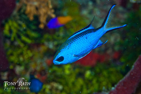 Blue Chromis South Water Caye Marine Reserve, Belize Belize,Blue chromis,Chromis cyanea,Dangriga