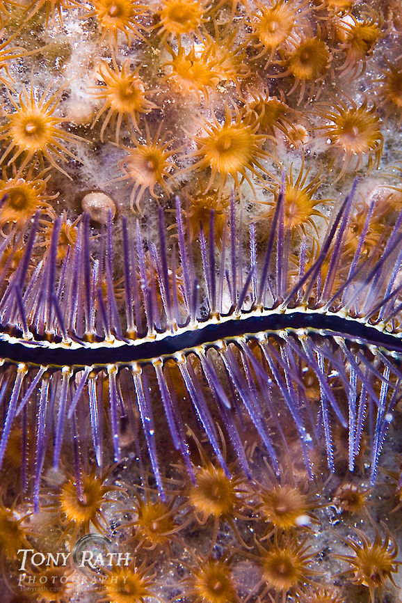 Brittle star arm on sponge with zoanthids South Water Caye Marine Reserve, Belize Belize,Dangriga,Ophiothrix suensoni