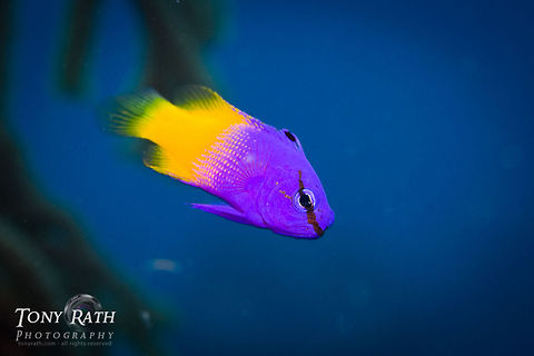 Fairy Basslet South Water Caye Marine Reserve, Belize Belize,Dangriga,Fairy Basslet,Gramma loreto,Royal gramma