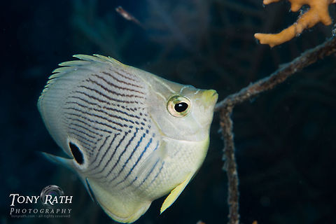 Four-eyed Butterflyfish