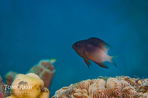 Beaugregory South Water Caye Marine Reserve, Belize Beaugregory,Belize,Dangriga,Fish,Stegastes leucostictus