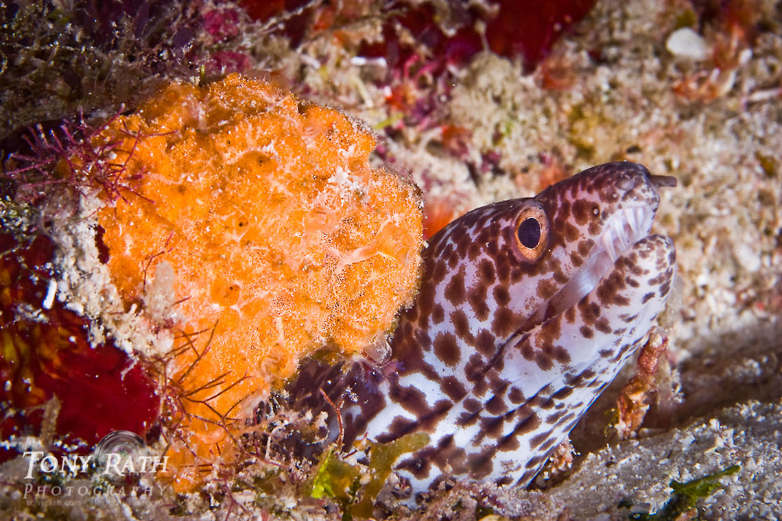 Spotted Moray Eel South Water Caye Marine Reserve, Belize Belize,Dangriga,Gymnothorax moringa,Spotted moray,moral eel