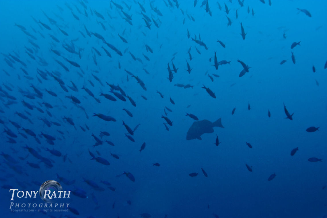 Grouper in fish school South Water Caye Marine Reserve, Belize Belize,Dangriga,Fish,Grouper,school of fish