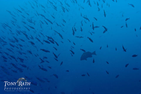 Grouper in fish school South Water Caye Marine Reserve, Belize Belize,Dangriga,Fish,Grouper,school of fish