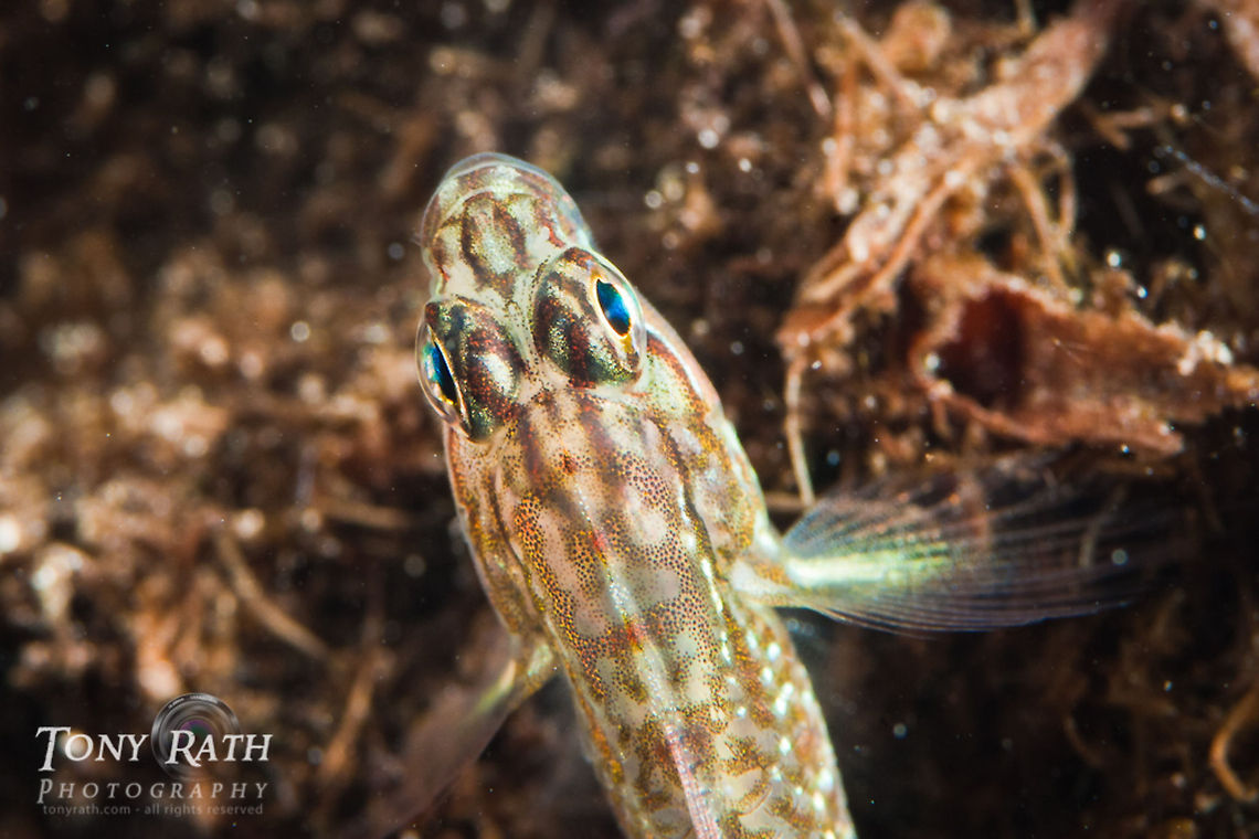 Goby South Water Caye Marine Reserve, Belize Belize,Dangriga,Goby