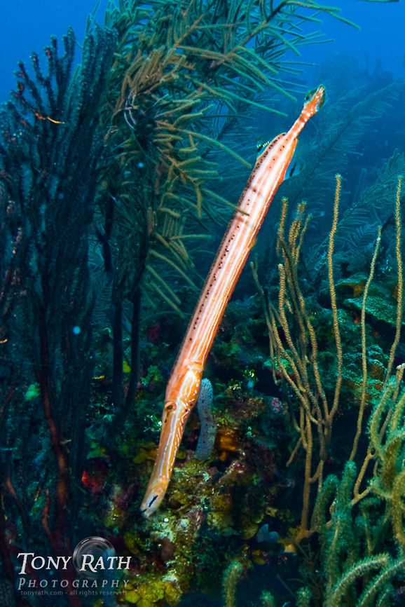 Trumpetfish South Water Caye Marine Reserve, Belize Aulostomus maculatus,Belize,Dangriga,Fish,Trumpetfish