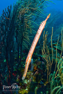 Trumpetfish South Water Caye Marine Reserve, Belize Aulostomus maculatus,Belize,Dangriga,Fish,Trumpetfish