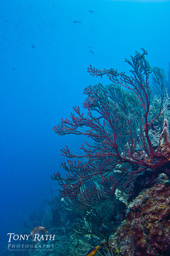 Icilligorgia South Water Caye Marine Reserve, Belize Belize,Dangriga,Iciligorgia schrammi,Icilligorgia