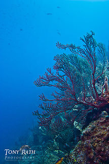 Icilligorgia South Water Caye Marine Reserve, Belize Belize,Dangriga,Iciligorgia schrammi,Icilligorgia
