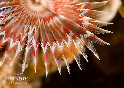 Feather duster Closeup of Feather Duster from Tunicate Cove, South Water Caye Marine Reserve, Stann Creek, Belize Anamobaea orstedii,Belize,Dangriga,Marine reserve,Split crowned Feather Duster,Split-crown feather duster,Tunicate Cove,closeup,featherduster,macro,marine animals,underwater