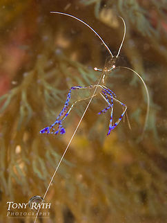 Cleaner shrimp Shrimps in Anemone from Tunicate Cove, South Water Caye Marine Reserve, Stann Creek, Belize Ancylomenes pedersoni,Periclimenes pedersoni,anemone,habitat,macro,marine animals,marine life,shrimp,species,tropical,underwater